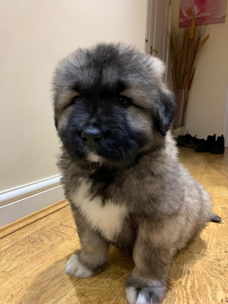 caucasian shepherd dog puppy price